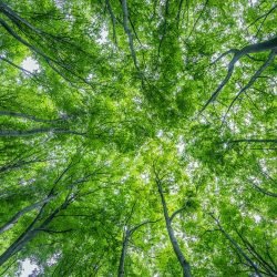 Regionales Nachhaltiges Holz